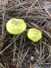 Boletaceae