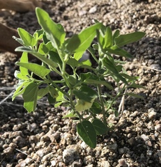 Chenopodium berlandieri