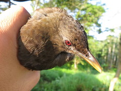 Turdus olivaceofuscus