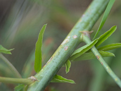 Asparagus