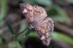 Erynnis zarucco