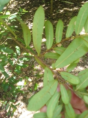 Annona haitiensis