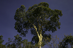 Sterculia appendiculata image
