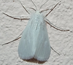 Schoenobiinae