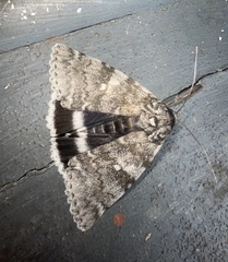Catocala relicta