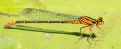 Ischnura kellicotti