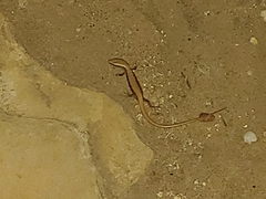 Elgaria multicarinata