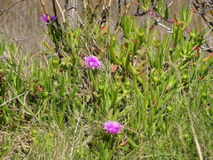 Carpobrotus deliciosus