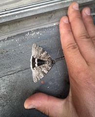Catocala relicta