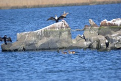 Phalacrocorax carbo lucidus