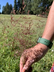 Deschampsia cespitosa