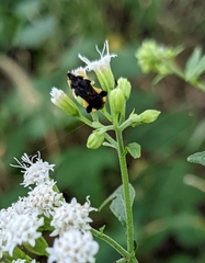 Phymata pennsylvanica