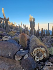 Trichocereus atacamensis