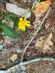 Hieracium lachenalii