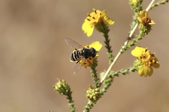 Eristalis hirta