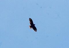 Buteo brachyurus