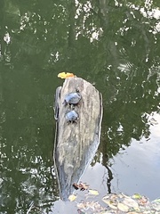 Chrysemys picta picta