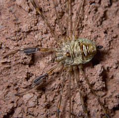 Dicranopalpus ramosus