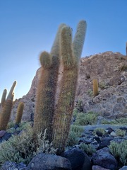 Trichocereus atacamensis