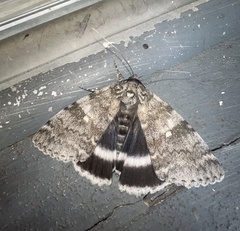 Catocala relicta