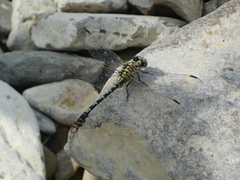 Onychogomphus forcipatus
