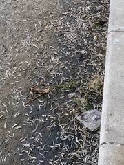 Actinopterygii