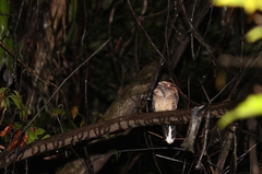 Hydropsalis climacocerca