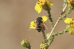 Eristalis hirta