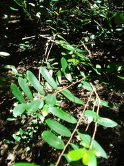 Annona haitiensis