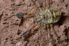 Dicranopalpus ramosus