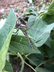 Ophiogomphus occidentis