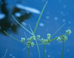 Cyperus virens
