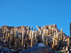 Trichocereus atacamensis