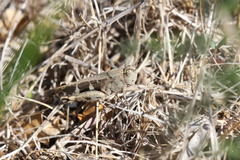 Aiolopus strepens