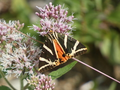 Euplagia quadripunctaria