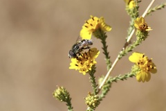 Eristalis hirta