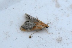 Chalcoela iphitalis