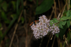 Pyropteron chrysidiforme