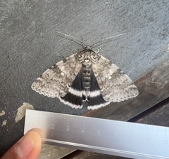 Catocala relicta
