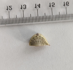 Prolimacodes badia