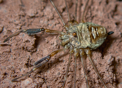 Dicranopalpus ramosus