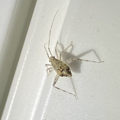 Orthotylinae