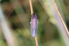Paraulacizes irrorata