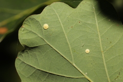 Neuroterus albipes