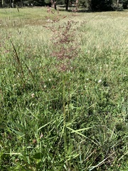 Deschampsia cespitosa