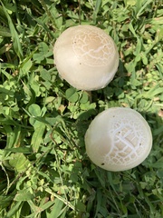 Agrocybe