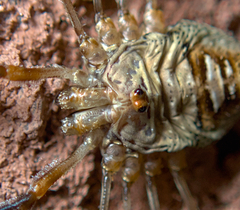 Dicranopalpus ramosus