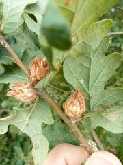 Andricus foecundatrix