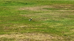 Motacilla alba yarrellii
