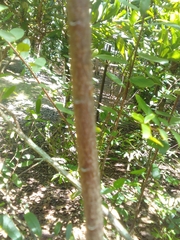 Annona haitiensis